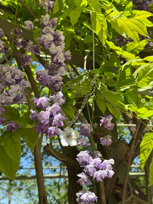 Blooming Belladonna